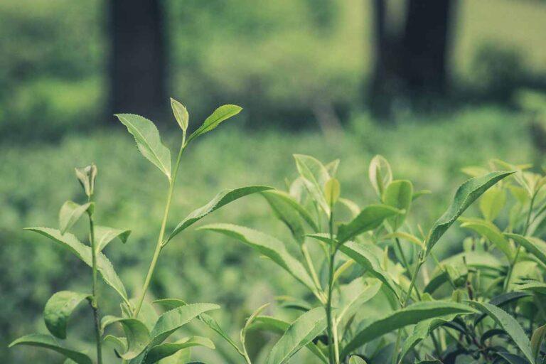 palampur-tea-10-of-22